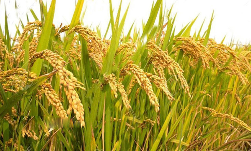 বোরোর রেকর্ড দামেও লোকসানে কৃষক