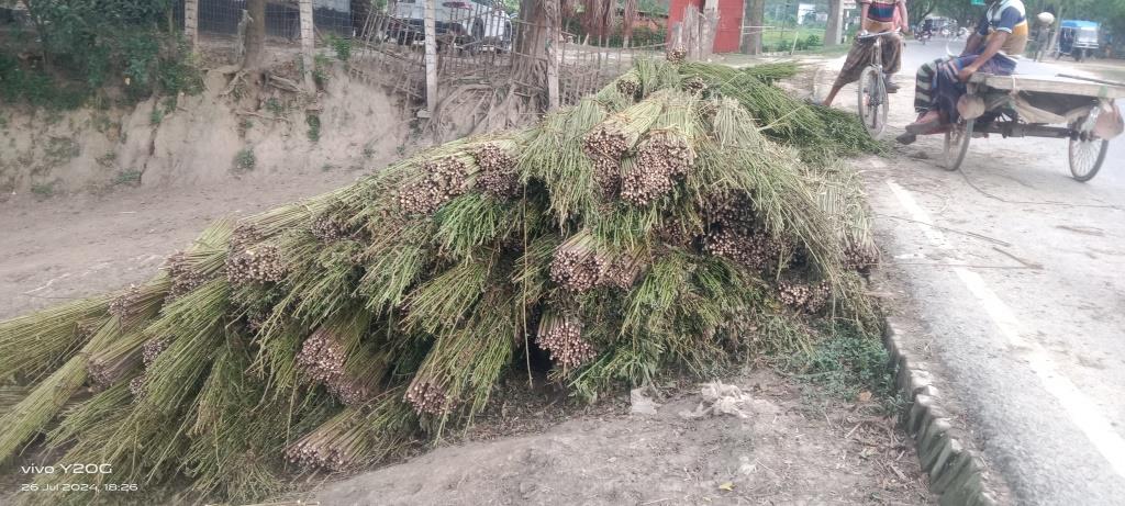 পাট জাগ দেয়া নিয়ে বিপাকে চাষিরা