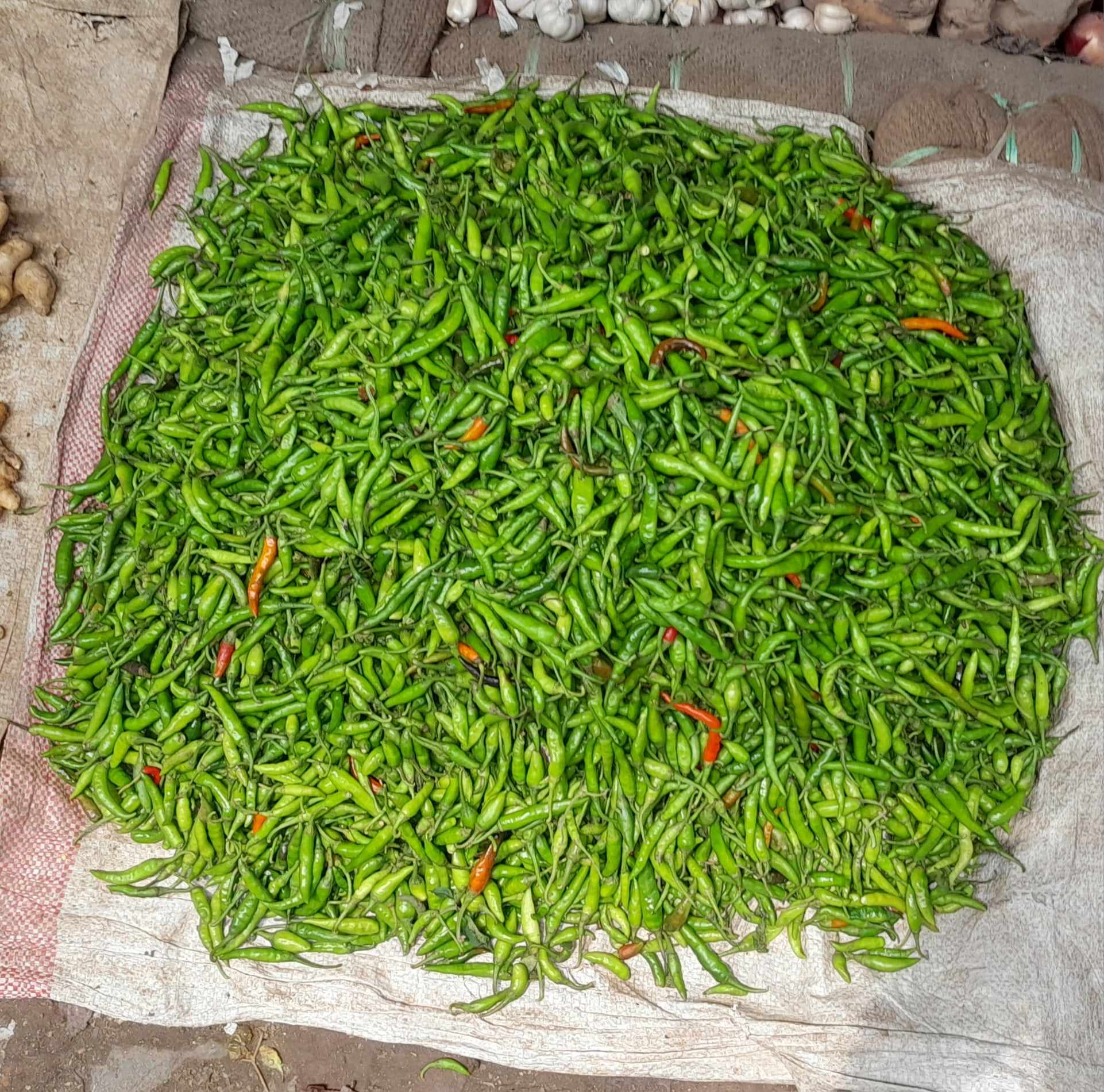 ৪’শ টাকার কাঁচামরিচে বেড়েছে ঝাঁঝ
