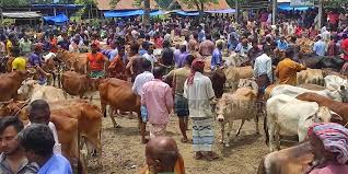 গরু-ছাগলের অবৈধ হাট রাজস্ব ফাঁকি দিয়ে
