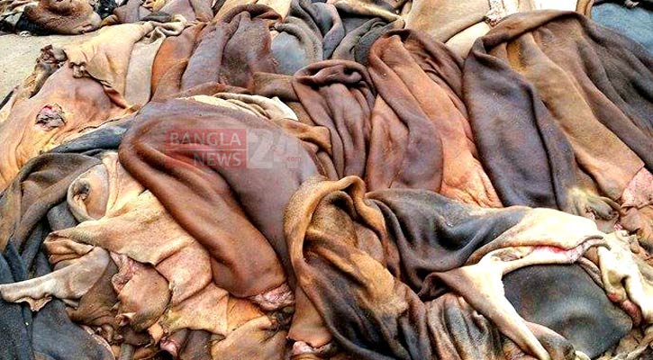 চামড়া সরকার নির্ধারিত দামেও বিক্রি হচ্ছে না